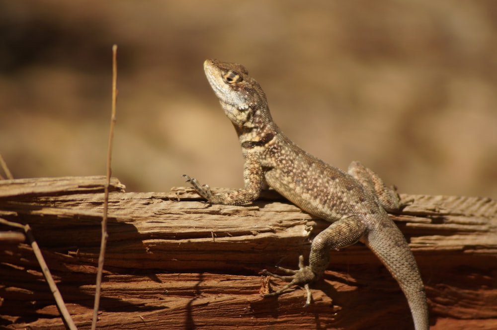 brown and gray lizard on brown wood