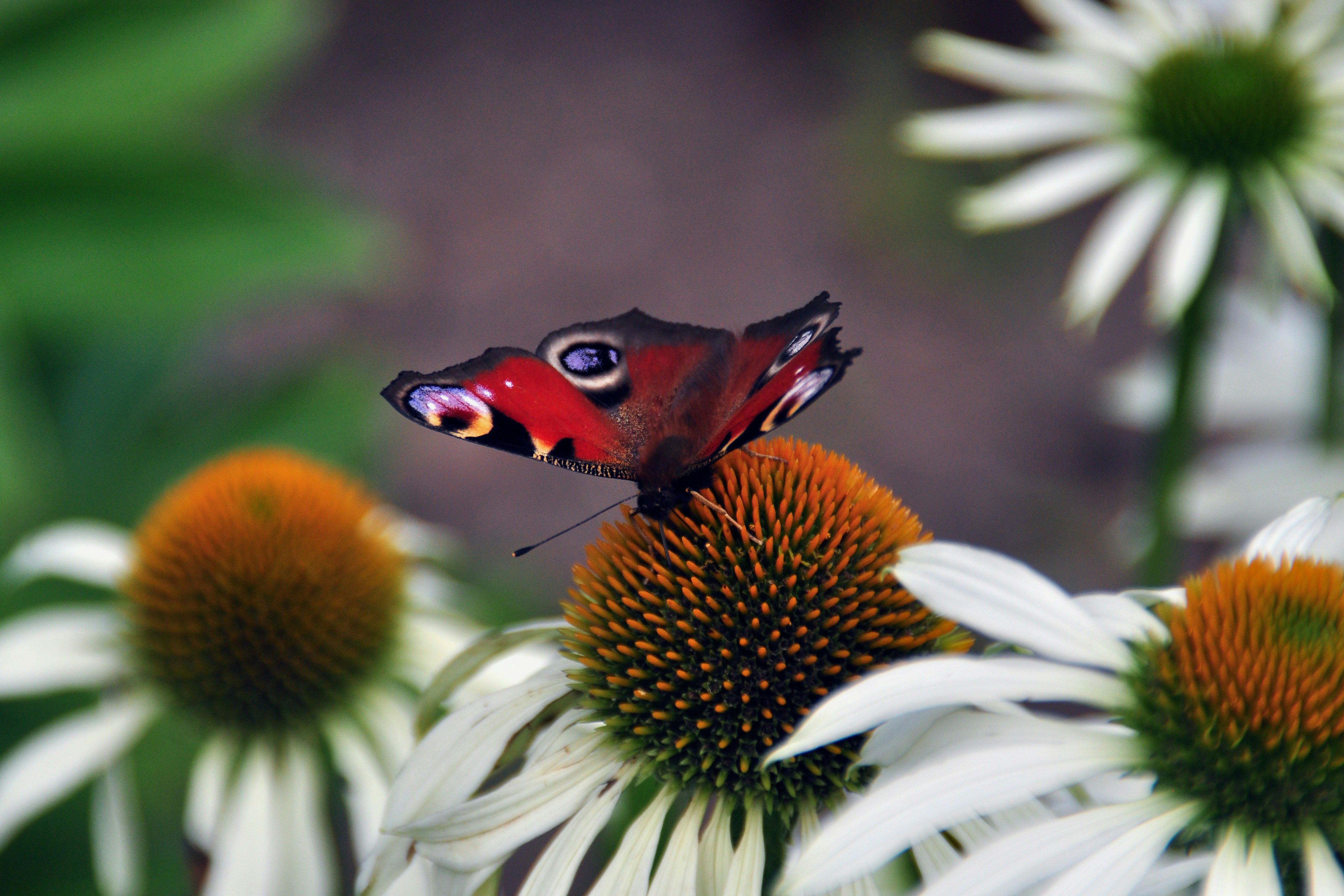 Photo by bilderjaeger