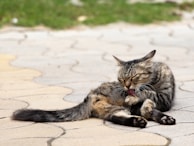 A sleek, well-trimmed tabby cat perched calmly on a grooming table inside the mobile spa.