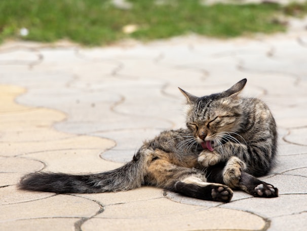 A tabby cat is grooming itself by licking its paws while lying on a patterned stone pavement. The cat appears relaxed, with its eyes closed and its fur well-groomed.