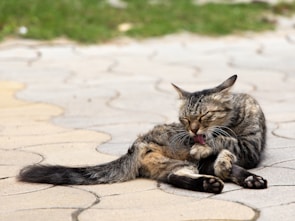 A calm tabby cat with neatly trimmed nails resting on a grooming table.