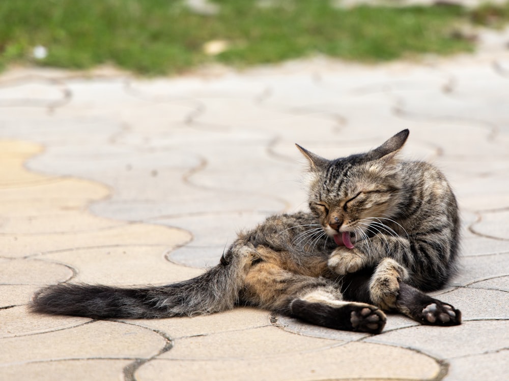 brown tabby cat lying on white sand during daytime