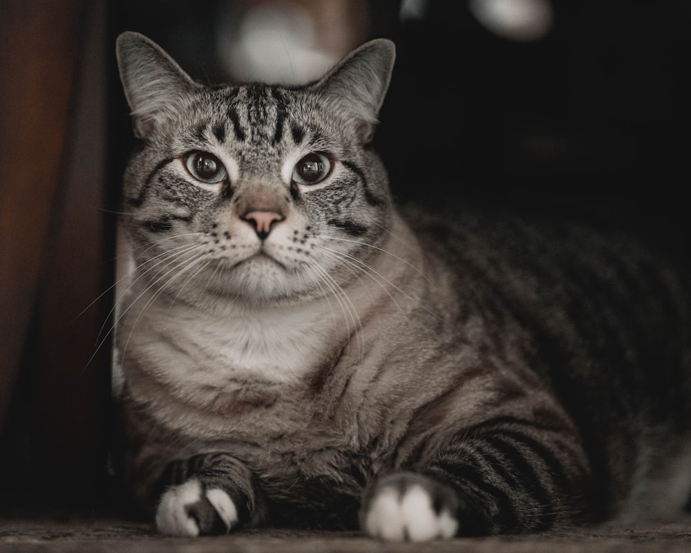 silver tabby cat lying on white textile