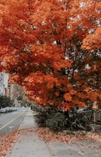 orange and brown trees beside road