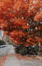 orange and brown trees beside road