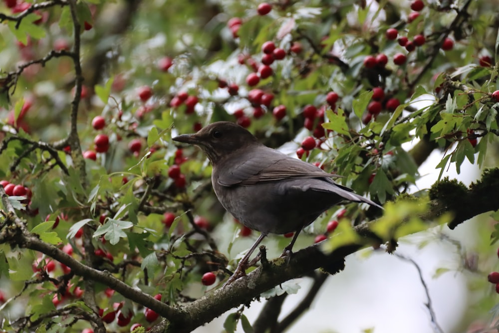 black bird on green and red plant