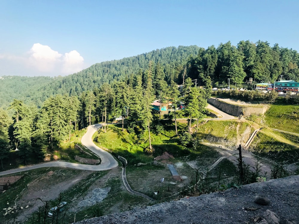 green trees on hill during daytime