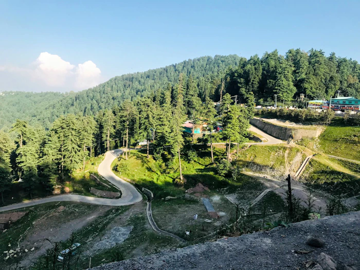 Green trees on a hillside