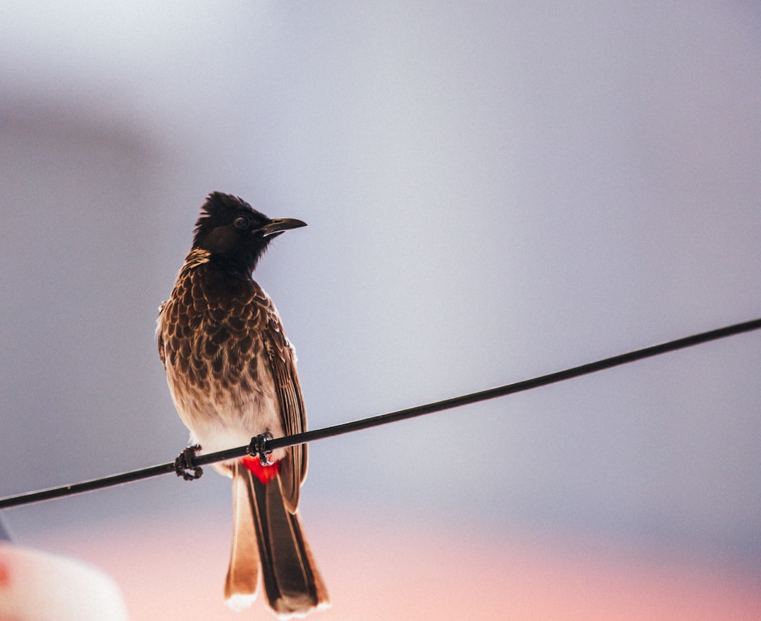 brown and black bird on black wire