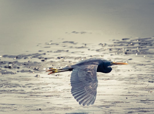 blue heron flying over the sea during daytime in Bhavnagar India