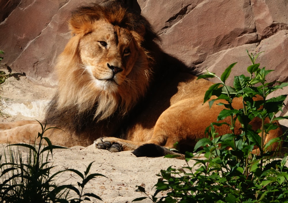 León acostado en la arena marrón durante el día