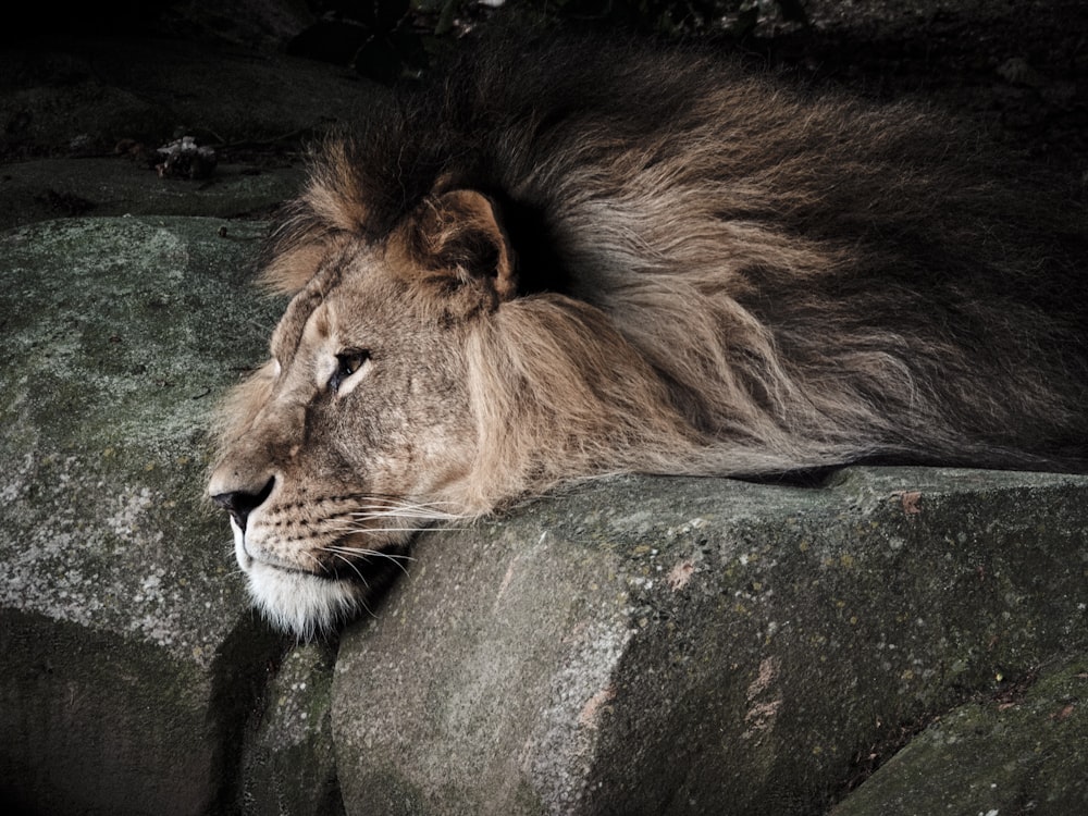 lion lying on gray rock