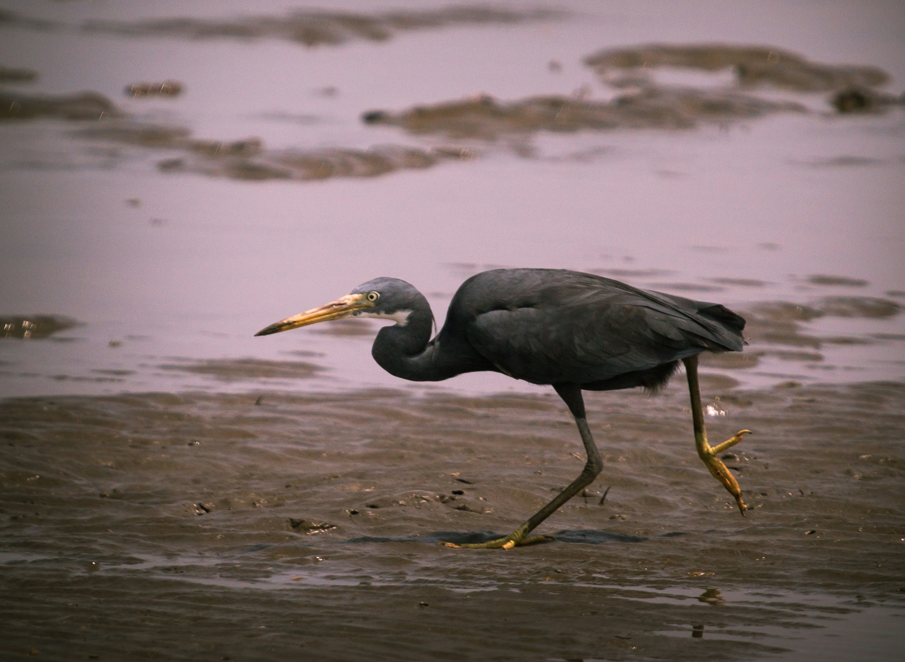 black bird on beach shore during daytime