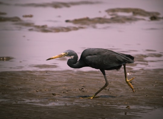 black bird on beach shore during daytime in Bhavnagar India