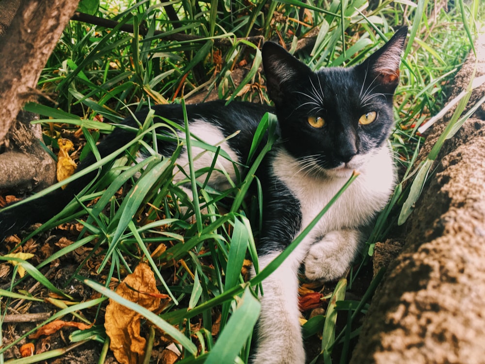 tuxedo cat on green grass