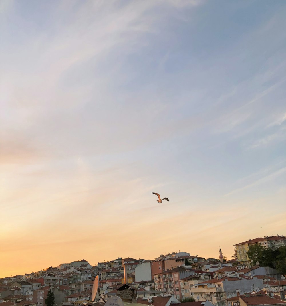 birds flying over city buildings during daytime