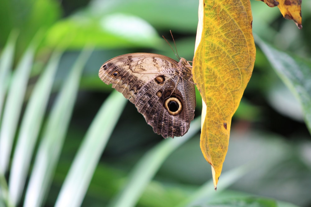brown butterfly perched on green leaf
