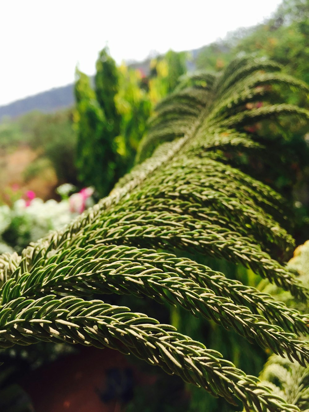 planta de samambaia verde em fotografia de perto durante o dia