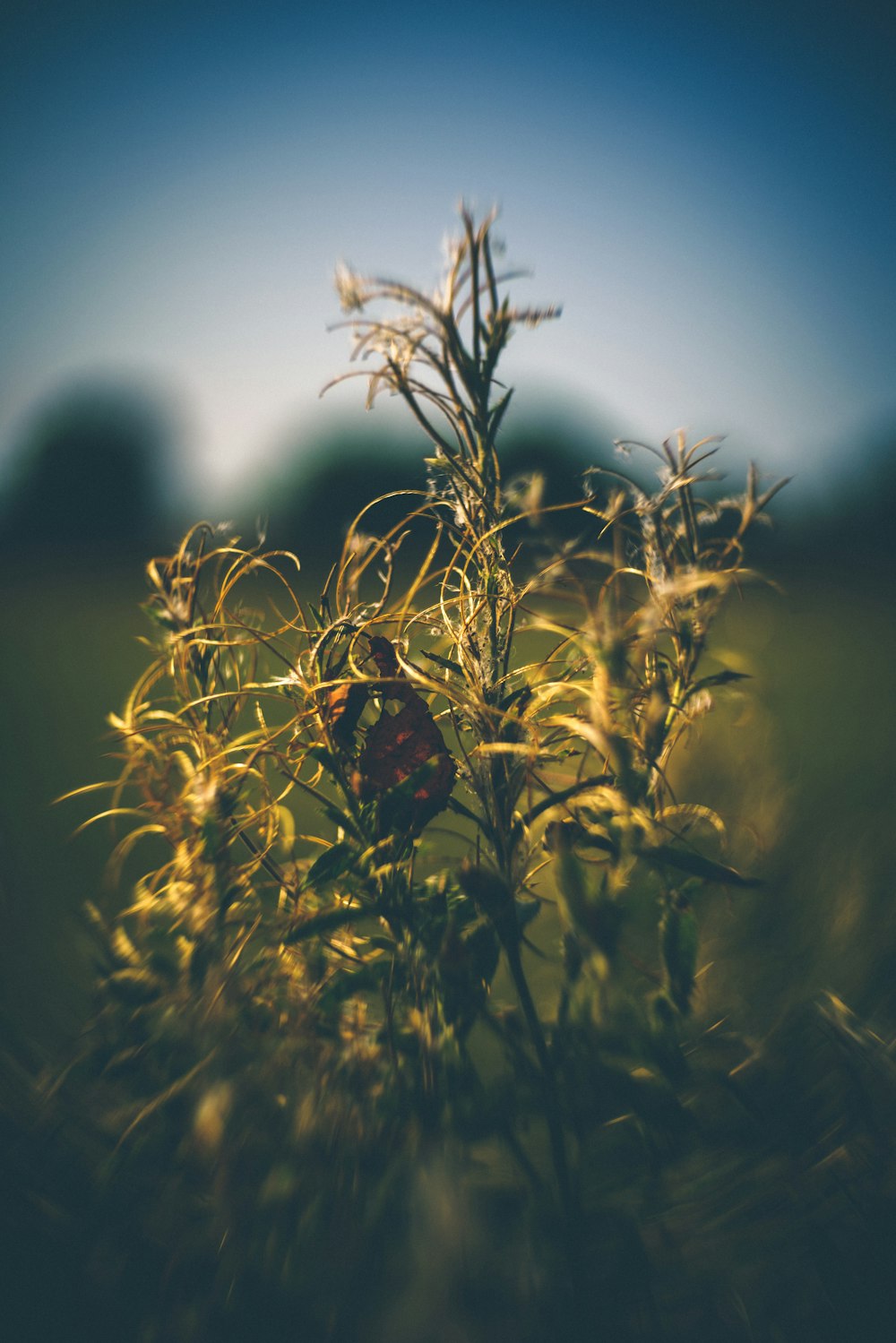 red ladybug perched on green plant during daytime