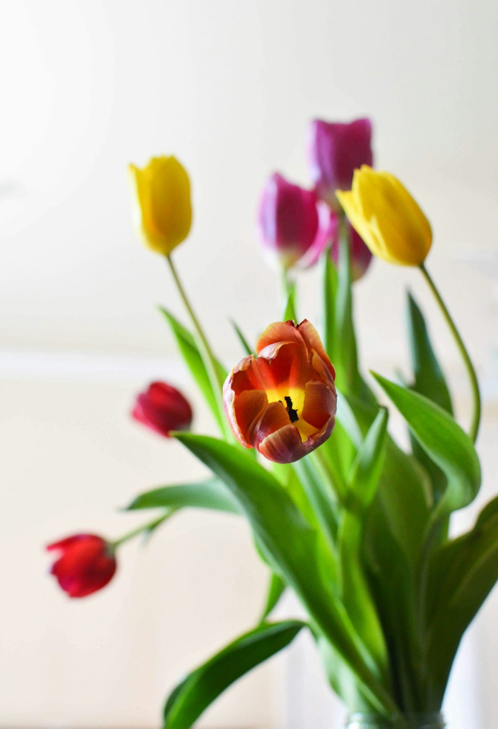 yellow and red tulips in bloom