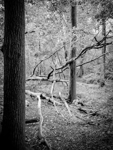 The Brave Fox's Journey