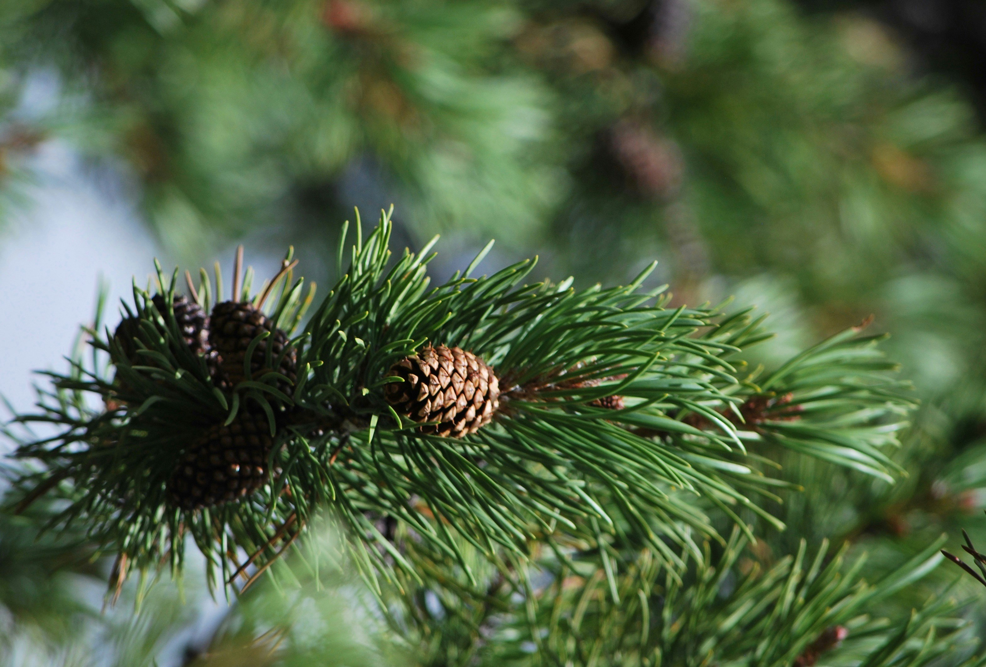 Photo by tonitisdale