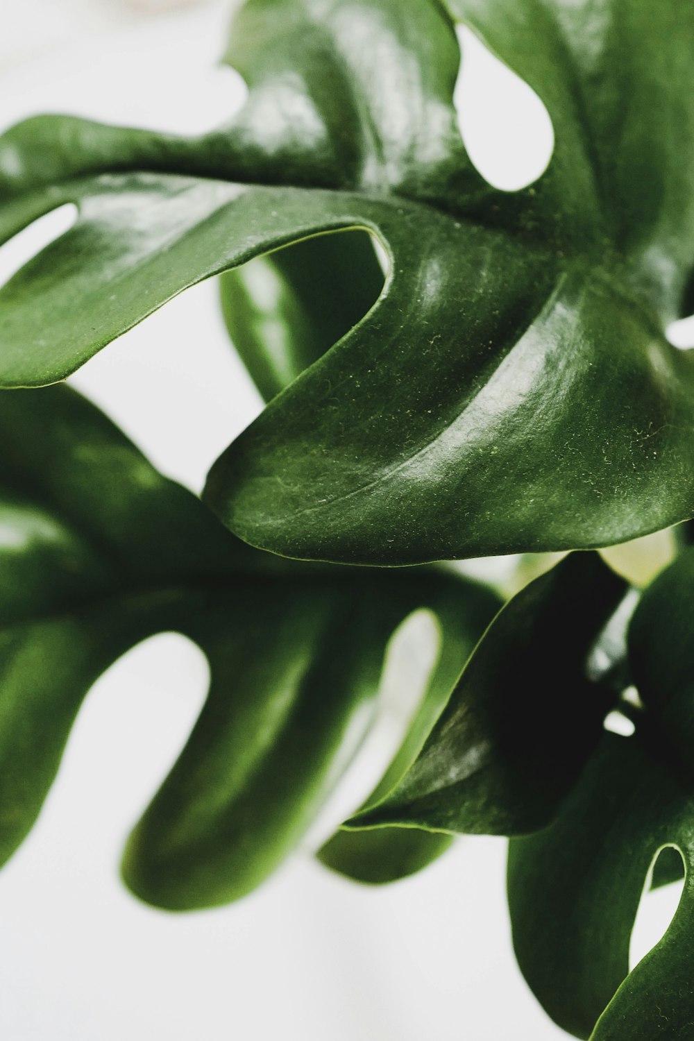 green leaf in close up photography