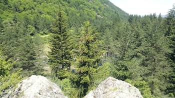 A dense forest landscape featuring a variety of tall evergreen trees and rocky outcrops. The vegetation is lush and green, indicating a healthy and thriving ecosystem. In the background, a forested hill rises under a partly cloudy sky.