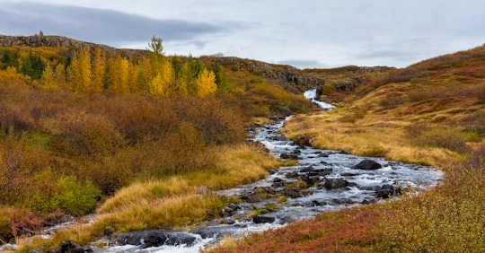 green and yellow grass field in Borgarfjörður Iceland