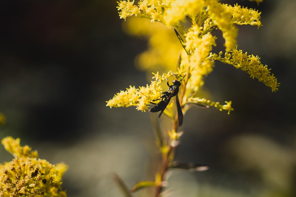 black and yellow bee on yellow flower