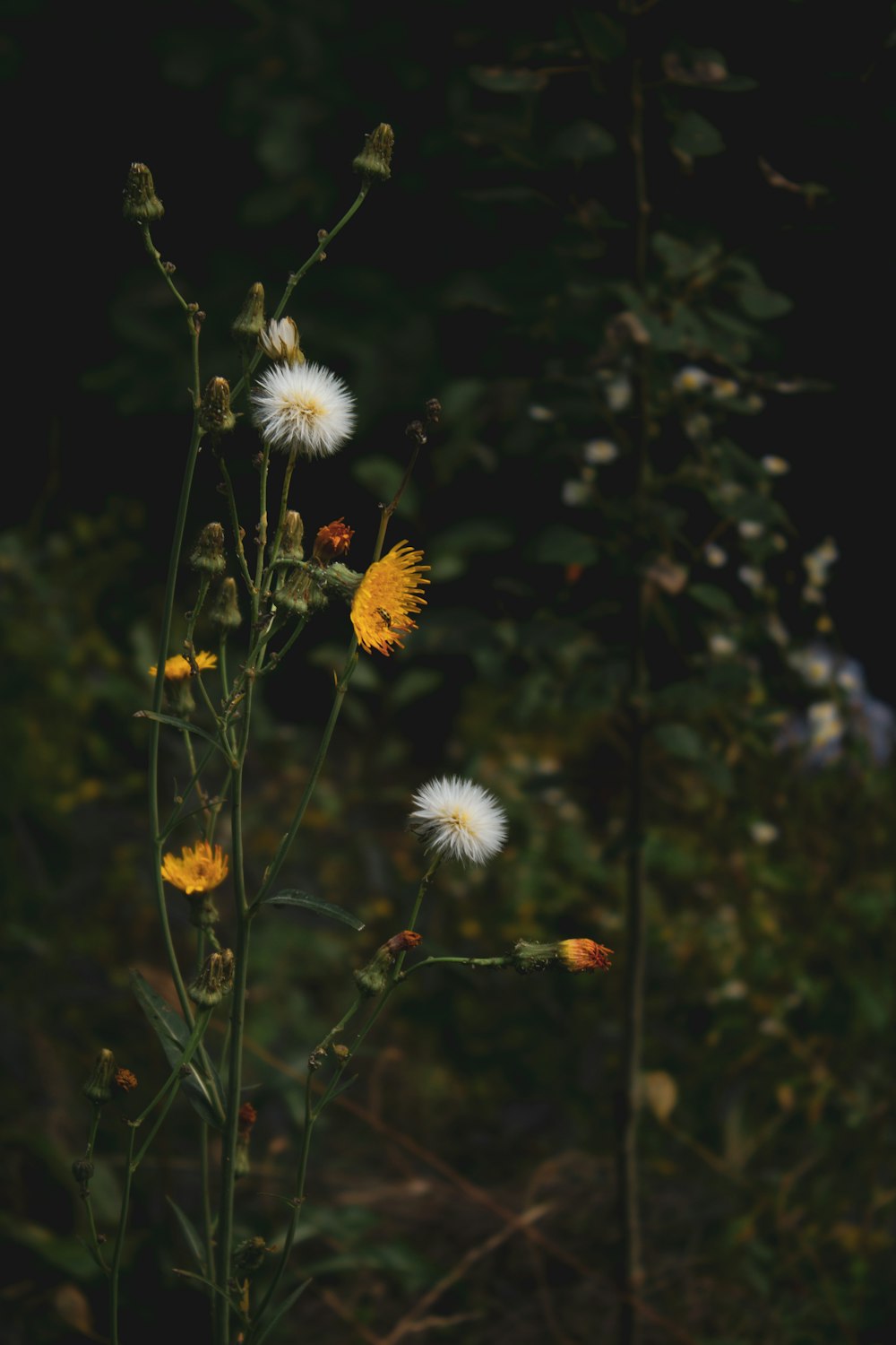 white and yellow flowers in tilt shift lens