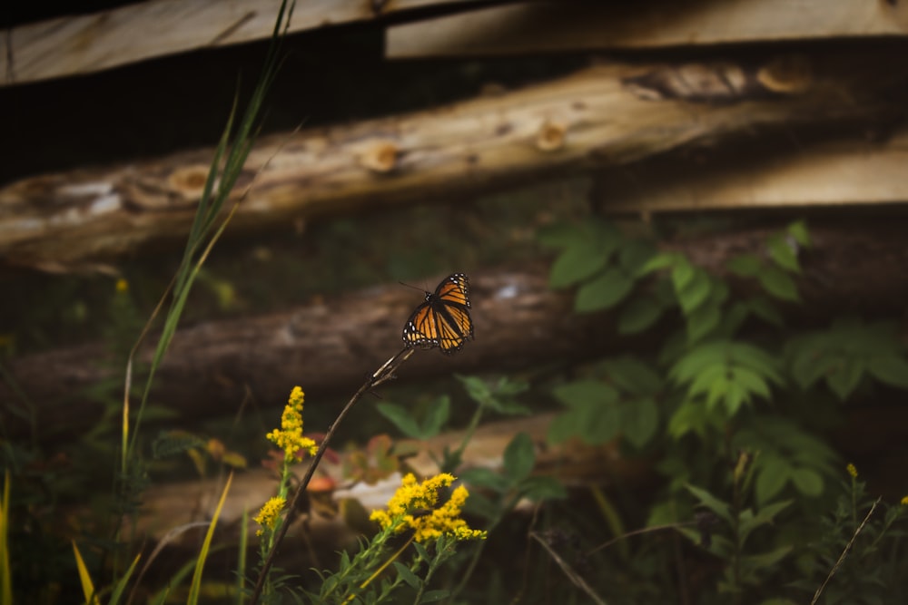 tiger swallowtail butterfly perched on yellow flower in close up photography during daytime