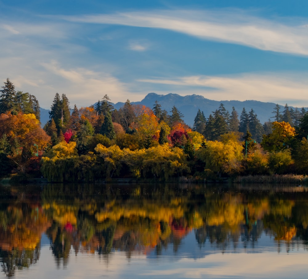 green and brown trees beside body of water under blue sky during daytime