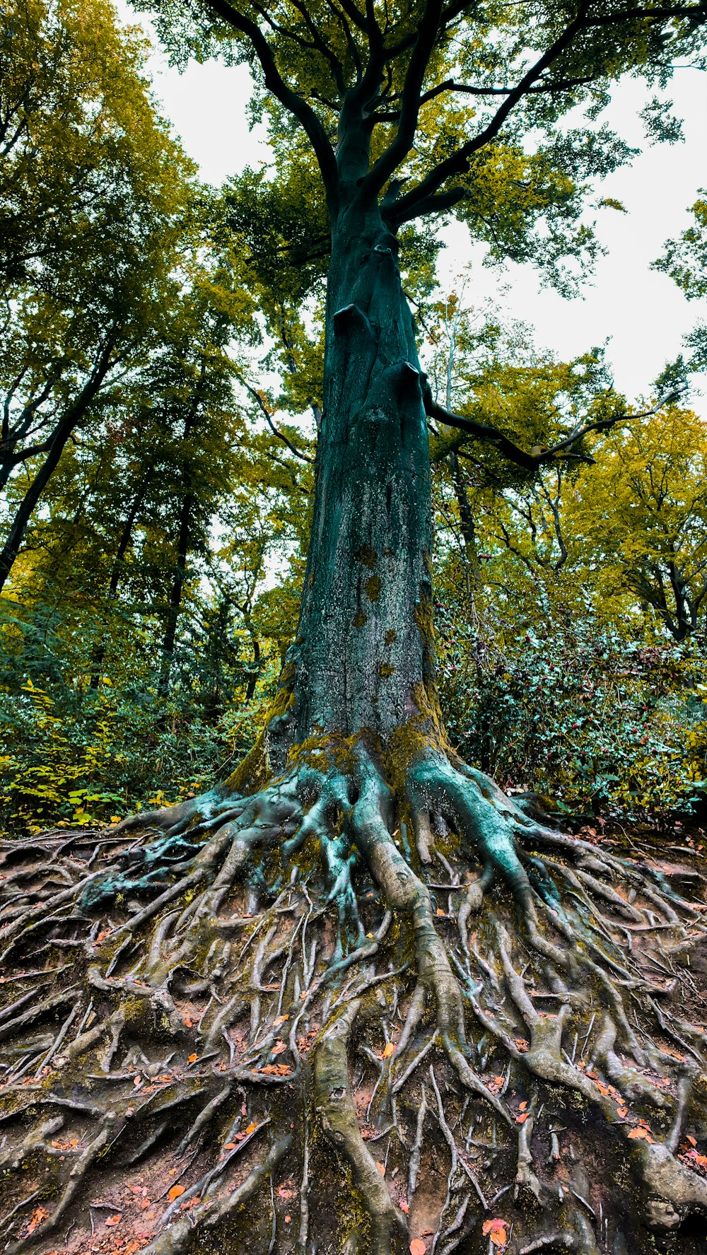 brown tree trunk with green leaves