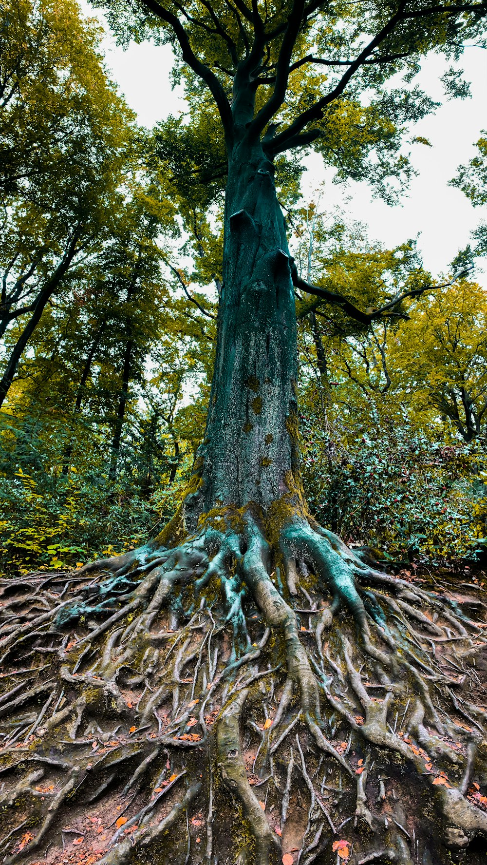 tronc d’arbre brun à feuilles vertes