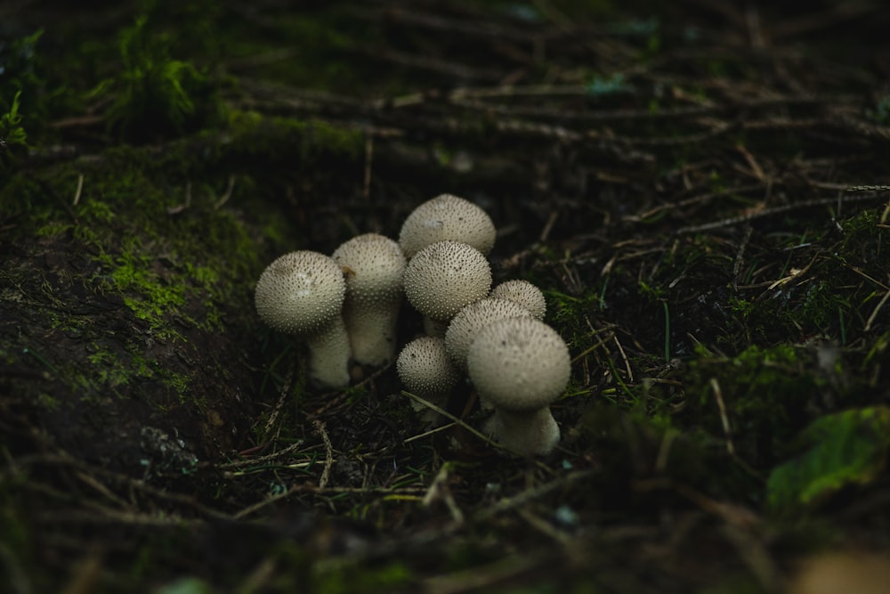 white mushrooms on green grass