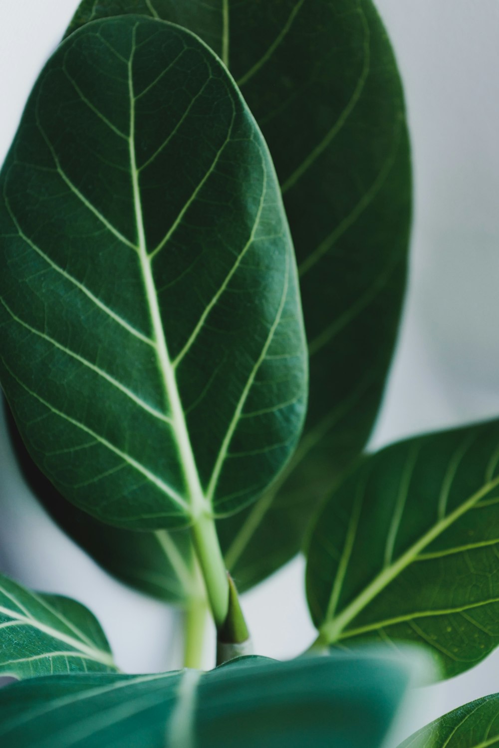 green leaves in white background