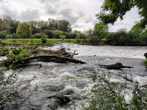 brown tree log on river