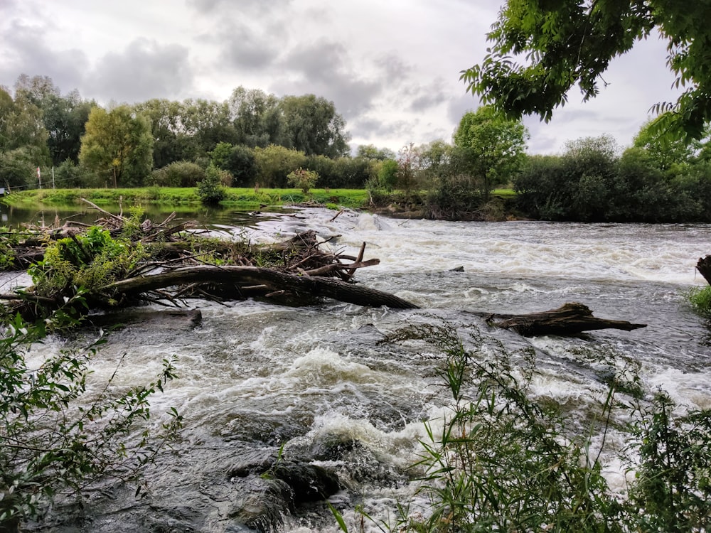 registro de árbol marrón en el río