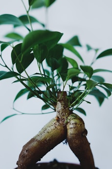 green leaves on brown tree branch