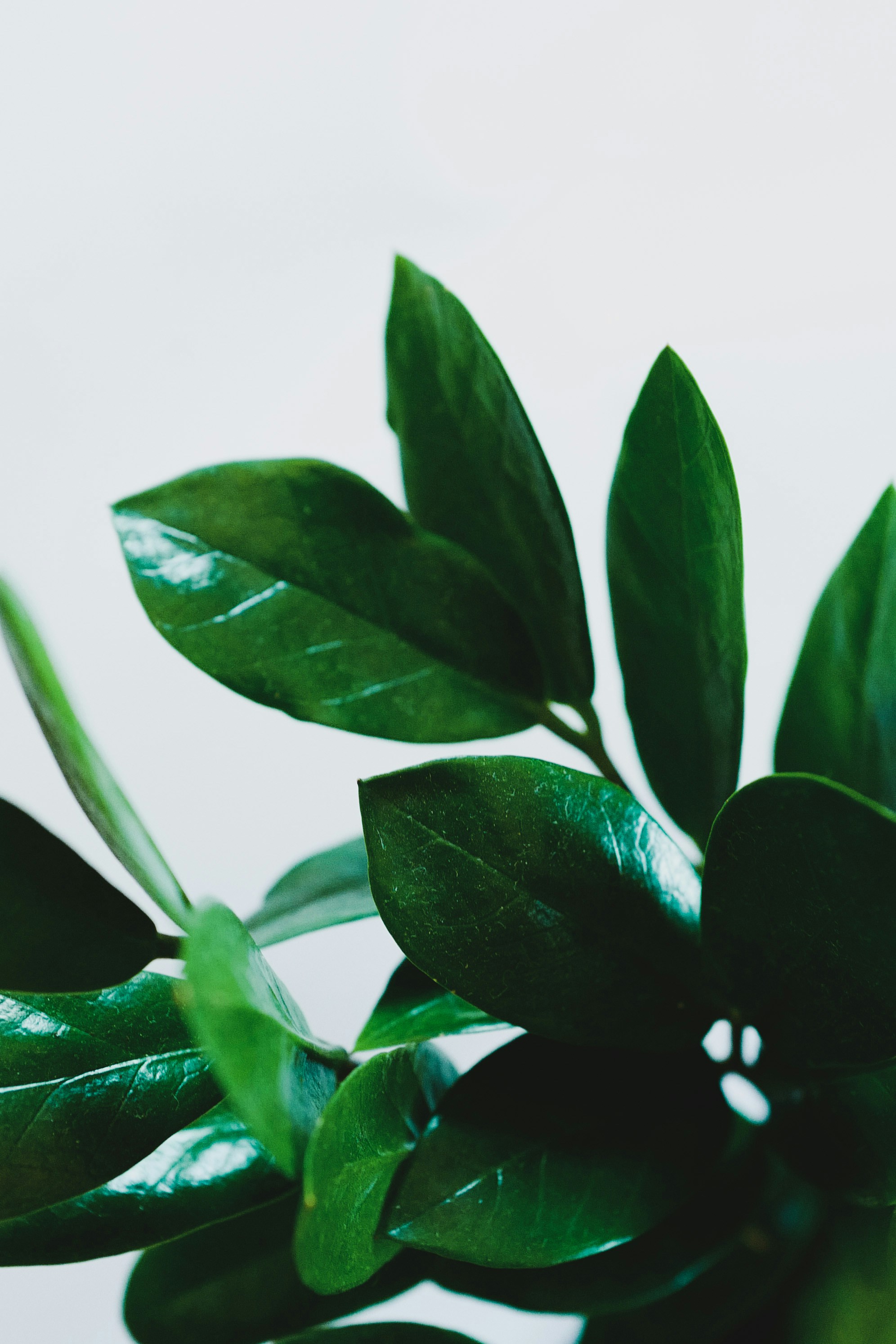 Free Green Image on Unsplash