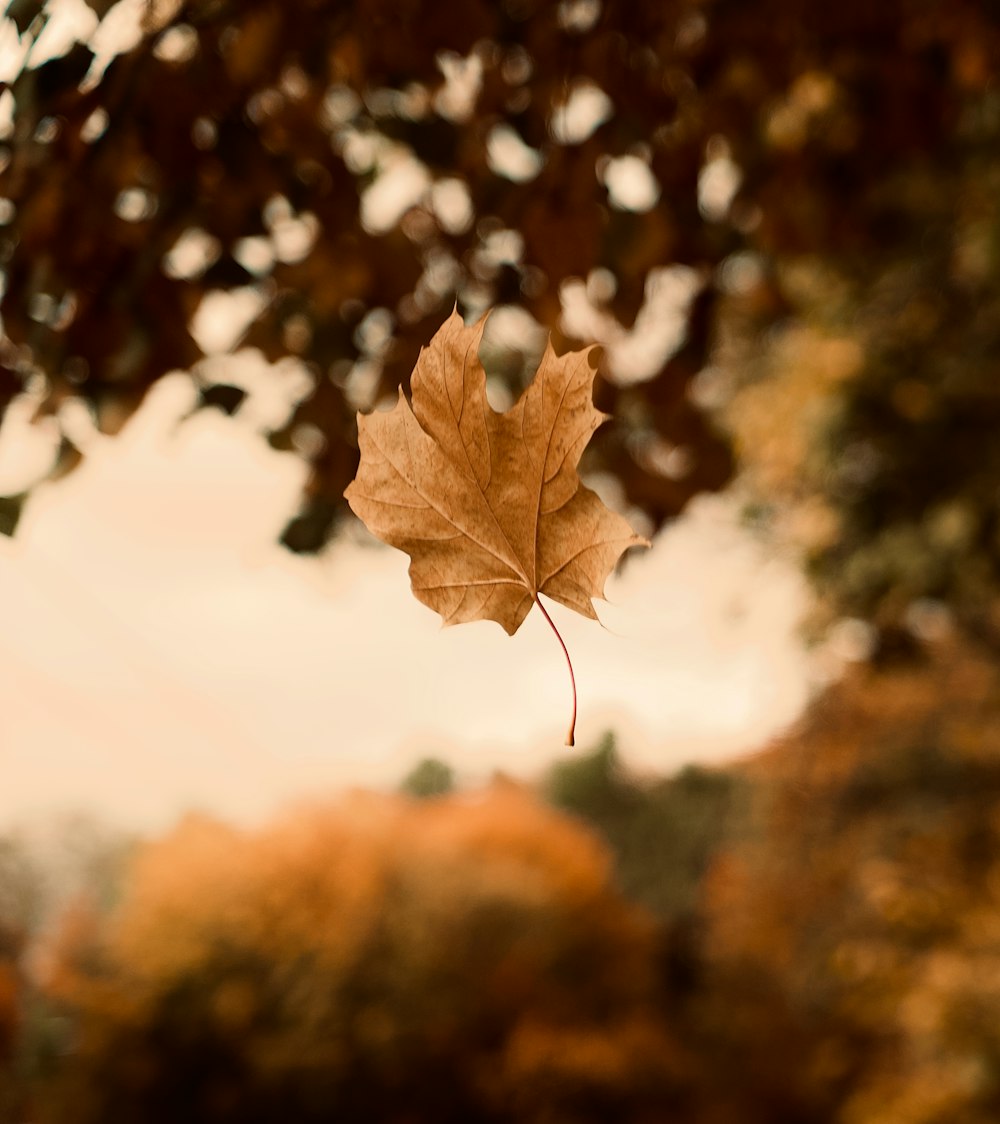 brown maple leaf in tilt shift lens