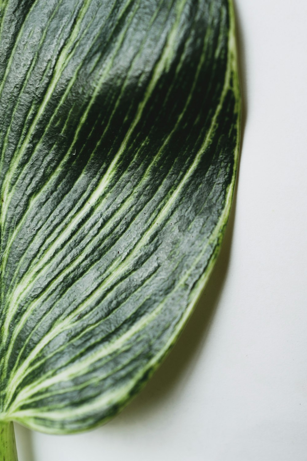 green leaf on white table