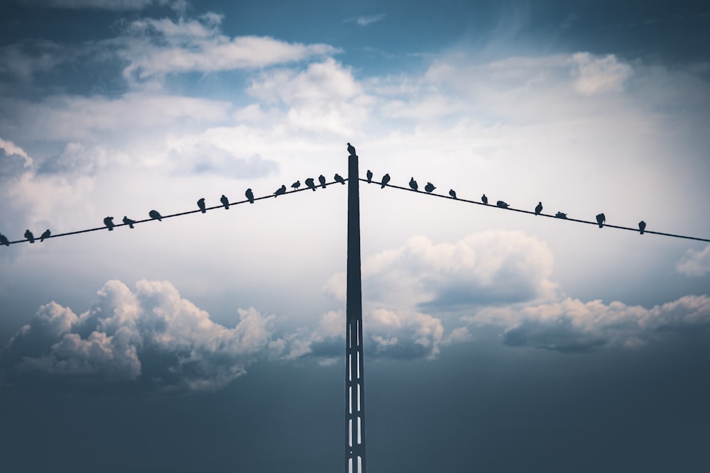 birds on wire under cloudy sky during daytime