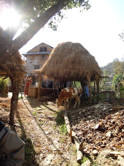 A rural scene featuring a cow grazing near a thatched shelter made of straw. The area is surrounded by trees and wooden logs, with sunlight filtering through the leaves, casting shadows on the ground. In the background, a person is standing beside an old, rustic house with a tin roof.