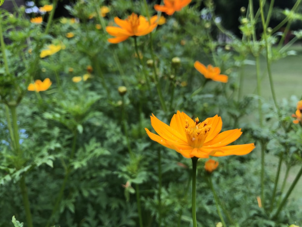 yellow flower with green leaves