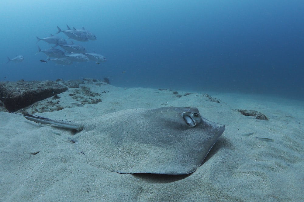 水中の黒と白の魚