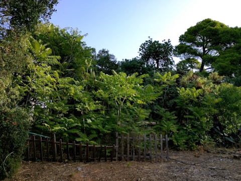 Close-up of a plot boundary with lush trees and clear blue sky.