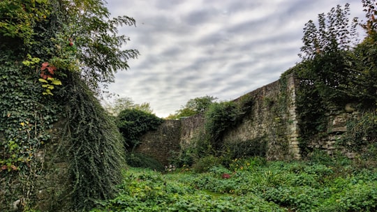 green grass and trees under cloudy sky during daytime in Neustadt am Rübenberge Germany