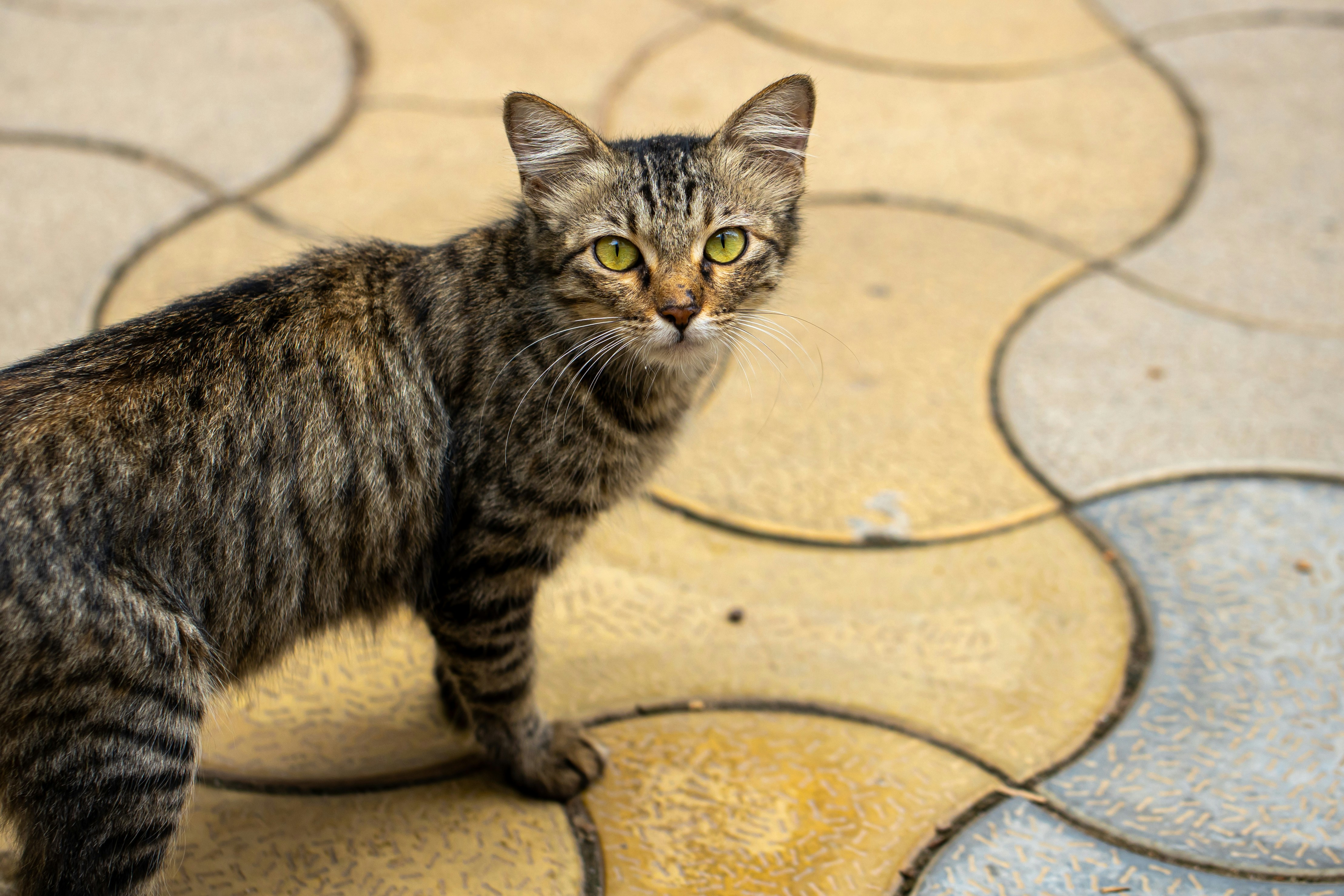 Photo by syedmohdali121